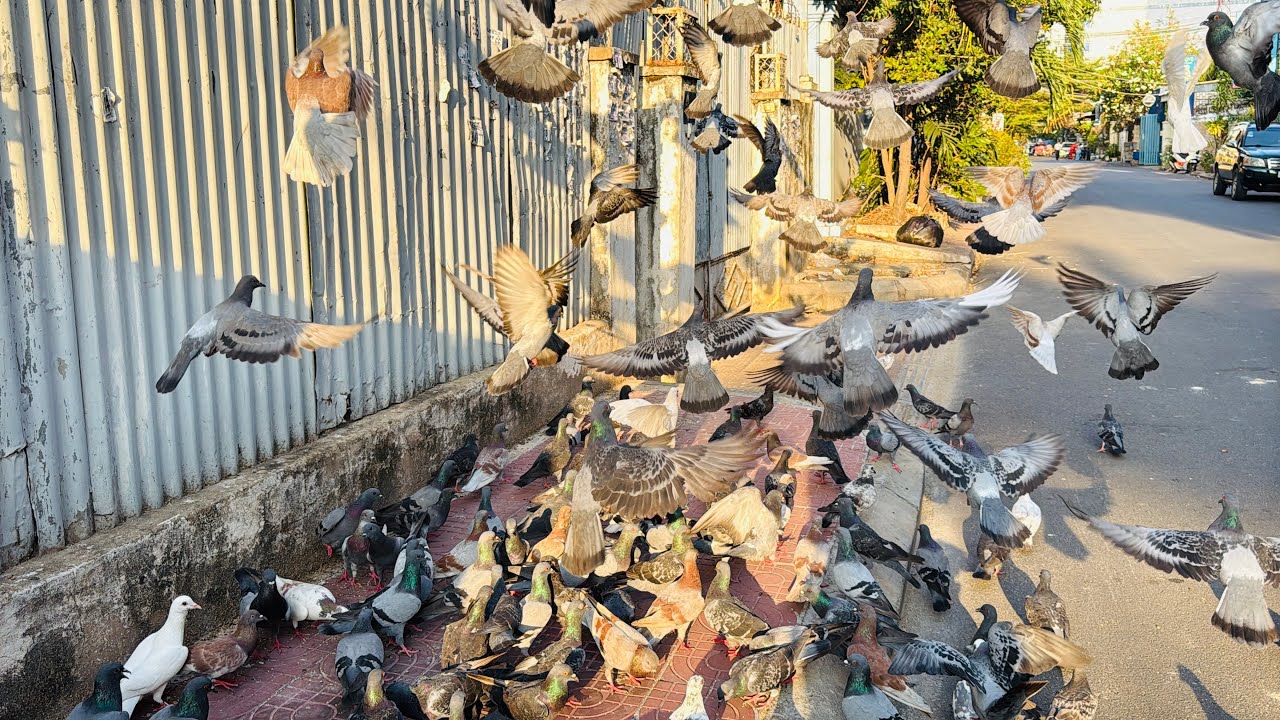 Come and see the many pigeons flying up and down on the houses looking for food.