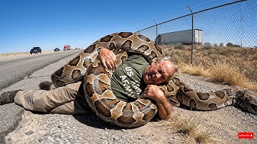 rescue animal: Trapped by a Python, an Army Vet