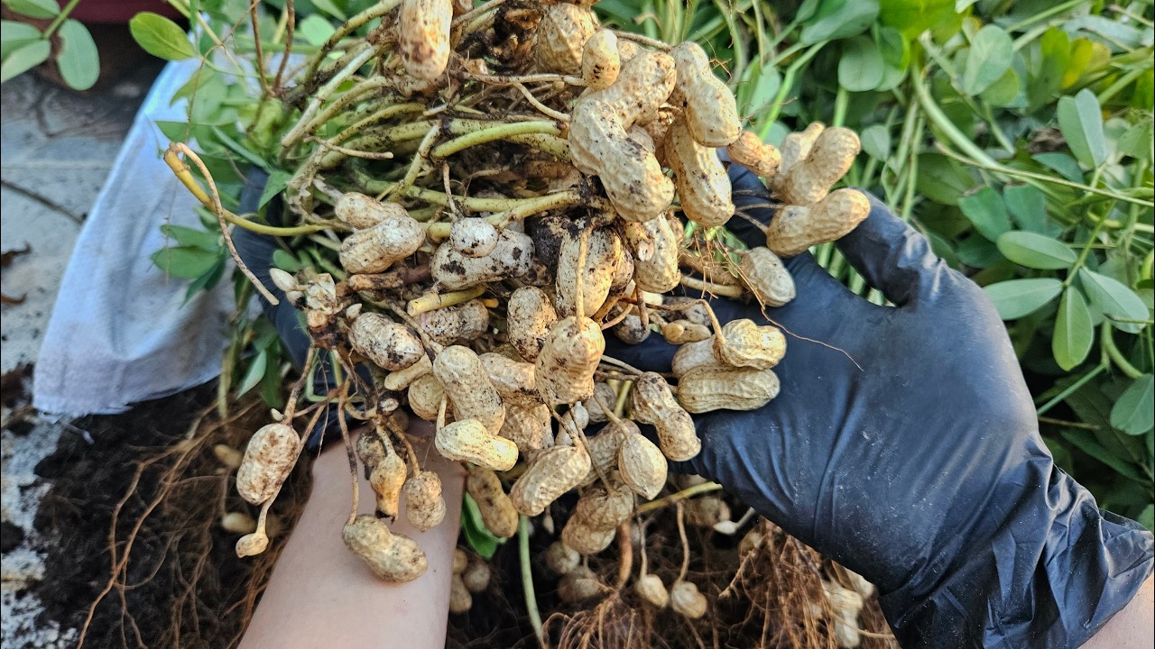 Trồng đậu phộng cải tạo đất lại cho thu hoạch nhiều củ