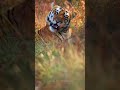 Why Do Tigers Lick Themselves рџђ в пёЏ Read Description Safariwithsuyash Tiger Wildlife Why Do Tigers Lick Themselves рџђ в пёЏ Read Description Safariwithsuyash Tiger Wildlife