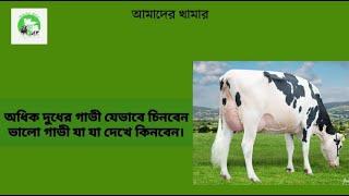 অধিক দুধের গাভী যেভাবে চিনবেন।ভালো গাভী যা যা দেখে কিনবেন