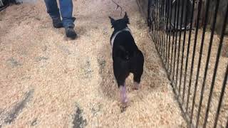 80-5 x gilt