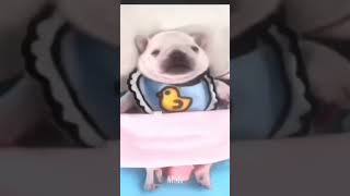 I am pibble wash ma belly🔥#edit