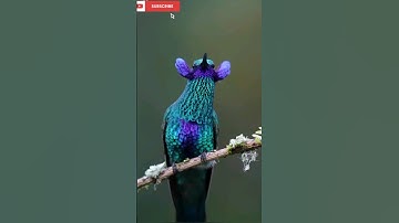Cute Hummingbirds#shorts #shortvideo #youtubeshorts #hummingbird