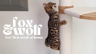 a week with a new bengal kitten | foxnus the bengal cat