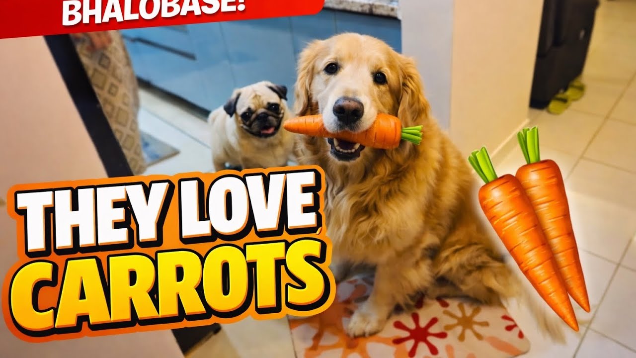 Carrot Time = Happy Time 🥕✨আজকে ওর শরীরটা খারাপ💊