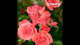 真爱你 Zhen Ai Ni Linda Kktan