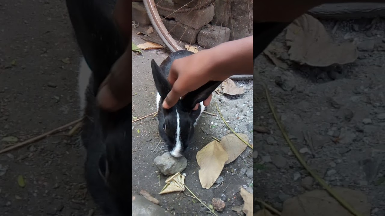 My pregnant rabbit 