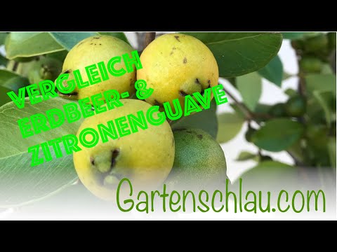 Erdbeer-Guave oder Zitronen-Guave? Botanisch näher als du denkst