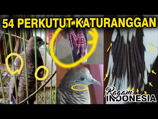 54 ciri mathi pada burung perkutut katuranggan dan beserta khasiatnya #ragamindonesia #perkututlokal class=