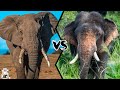 African elephant vs asian elephant  who will be the king