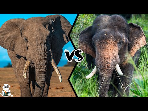 Video: African elephant and Indian elephant: main differences and similarities