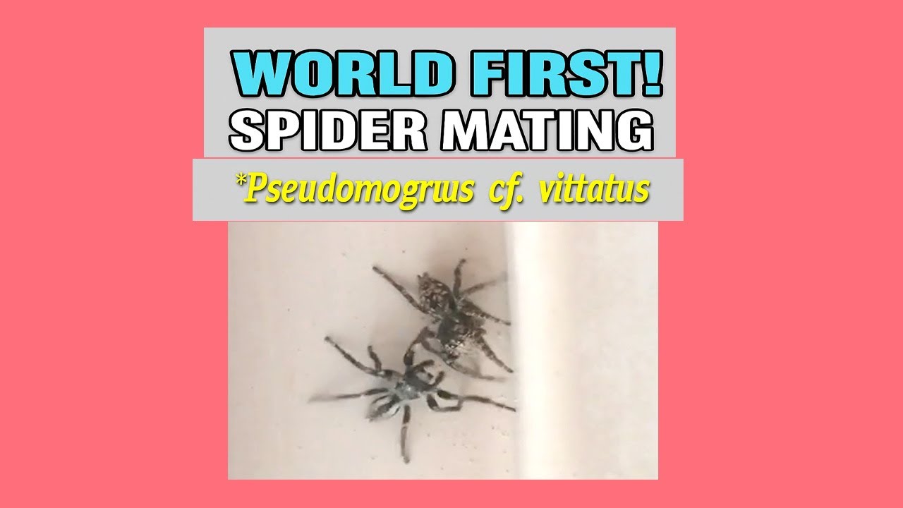 🕷️ New Spider Discovery: First Mating Record of Pseudomogrus cf. vittatus in Pakistan 🌍🔥