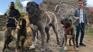 ÇAPAR KANGAL MEYDANCI DEV GARİP SOYU ! KIRIKKALELİ KAMİL DUMAN VE ÇOBAN KÖPEKLERİ KANGAL KIRMASI