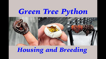 Green Tree Python Breeding and Housing