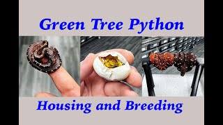 Green Tree Python Breeding and Housing