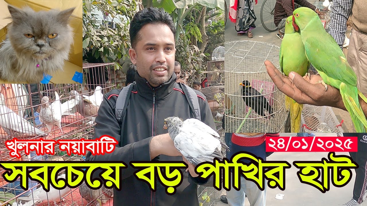 খুলনা বিভাগের সবচেয়ে বড় কবুতরের হাট ।। Largest pigeon in market Khulna ।।  নয়াবাটি খুলনা।।