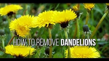 How to Dig Dandelions