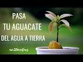 Cómo pasar tu AGUACATE del AGUA a TIERRA 😍 🥑