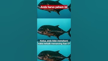 inilah alasannya ikan GT tidak menerkam lure Anda