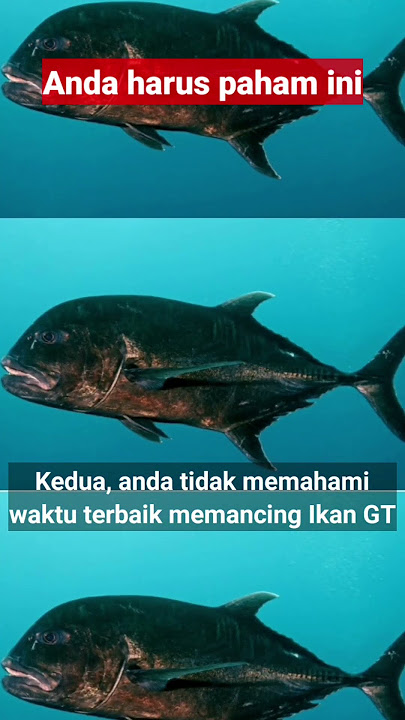 inilah alasannya ikan GT tidak menerkam lure Anda