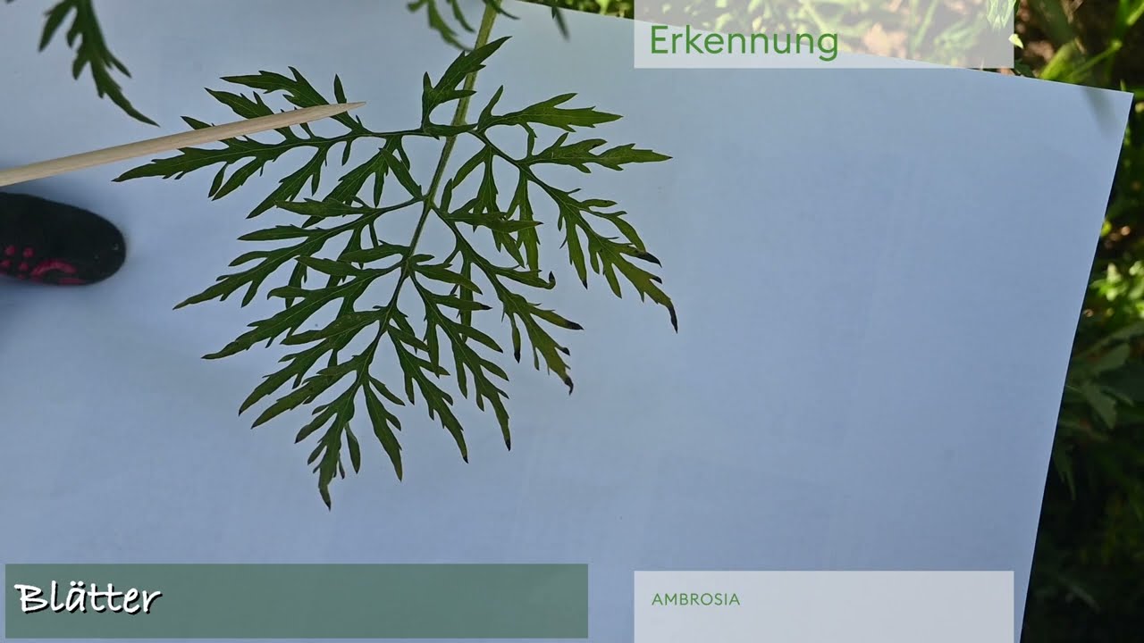 Ambrosia (Aufrechtes Traubenkraut) | Bekämpfung Invasiver Neophyten