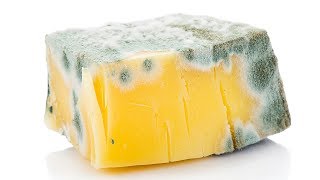 Can You Eat Cheese If It Has Mold on It?