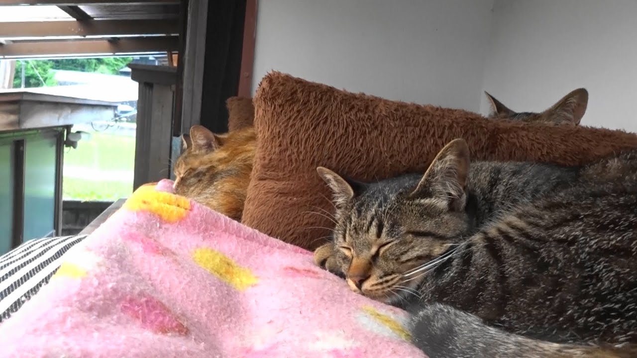 野良猫親子 雑なおばさんが作る100均座布団猫ベッド Youtube