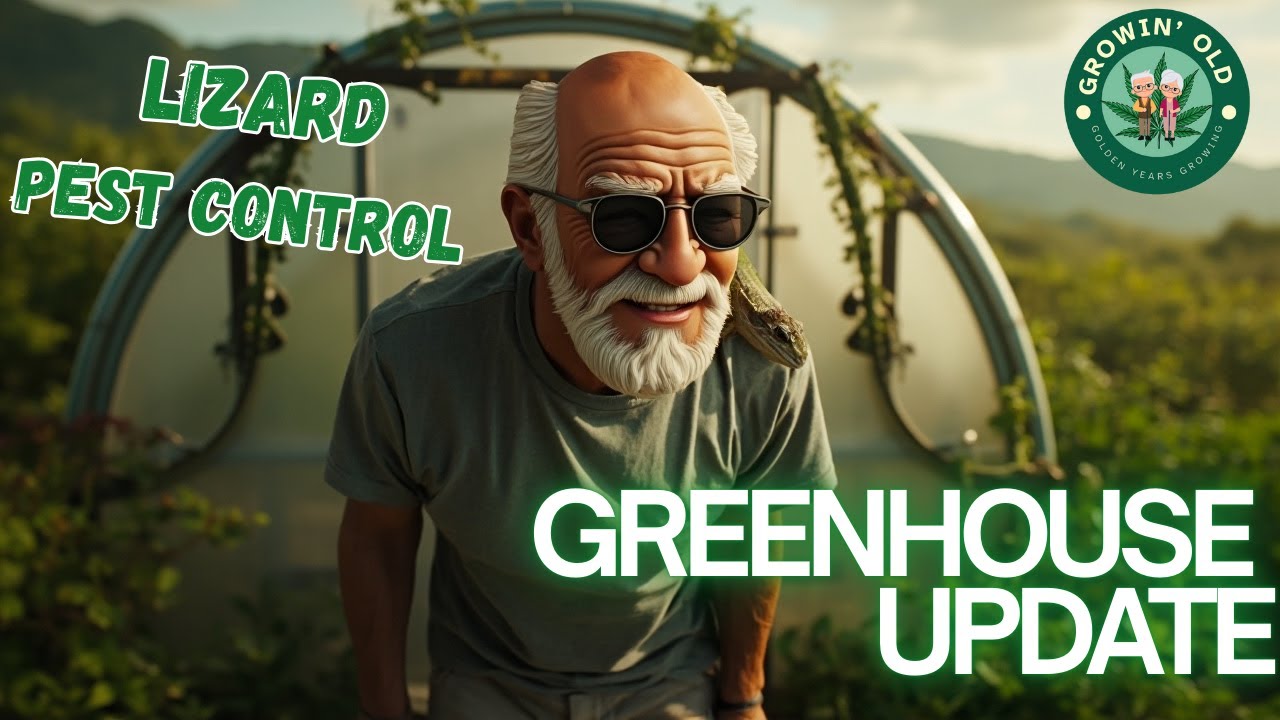 Greenhouse Update.  See our huge cannabis plants.