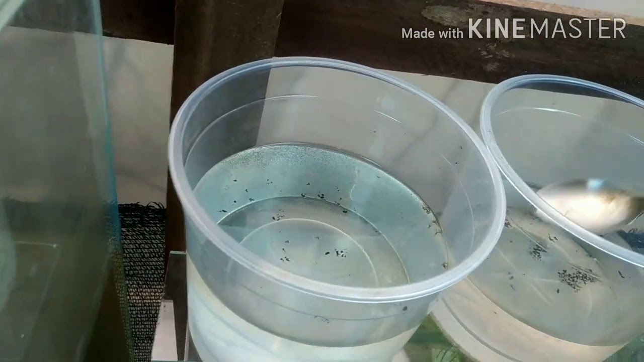 Obtendo sucesso com larvas de mosquito.