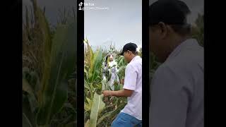 Cần Bán 2,3Ha Nhà Vườn Xã Hàm Trí,Huyện Hàm Thuận Bắc, Tỉnh Bình Thuận. Lh0852043629 Vy