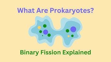 Understanding Prokaryotes and Binary Fission