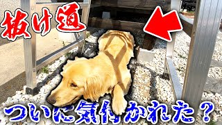 遊んでる途中に脱走経路を見つけた？ゴールデンレトリバー