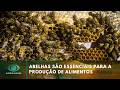 Abelhas são essenciais para a produção de alimentos no campo | Agro Band