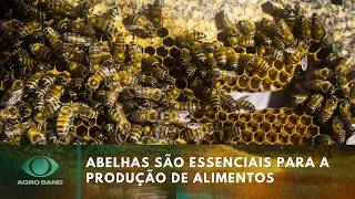 Abelhas são essenciais para a produção de alimentos no campo