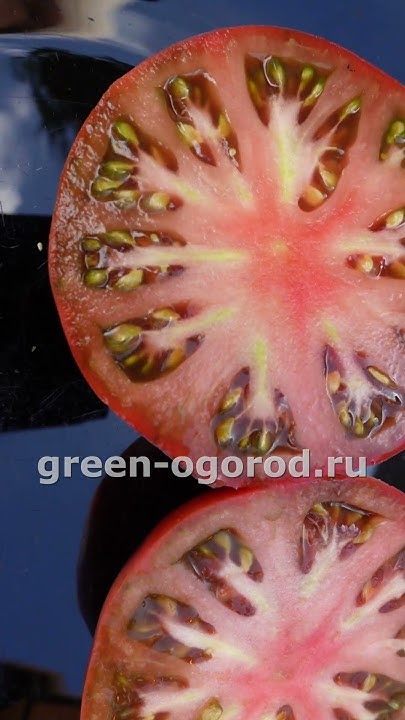 🍅ГНОМ томатный ДИКИЙ ФРЕД! #shorts #томаты #советы - YouTube
