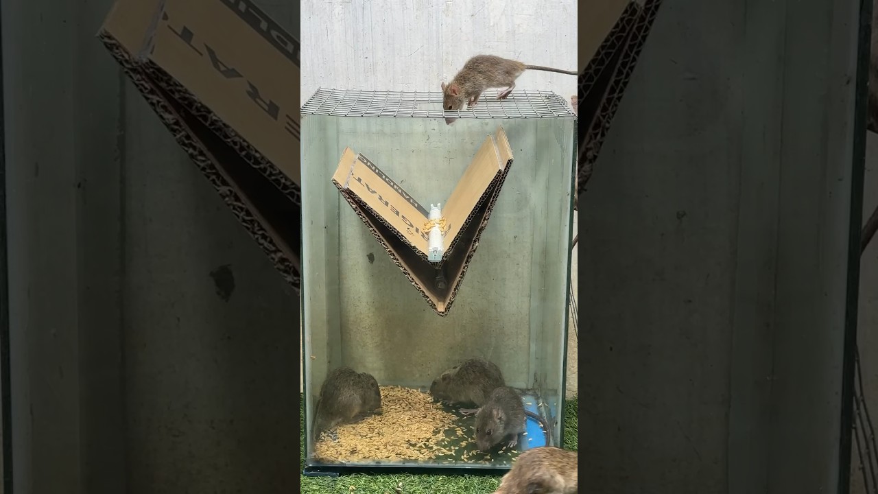 Best mouse trap at home/ catch mice with paperboard # friendly trap 