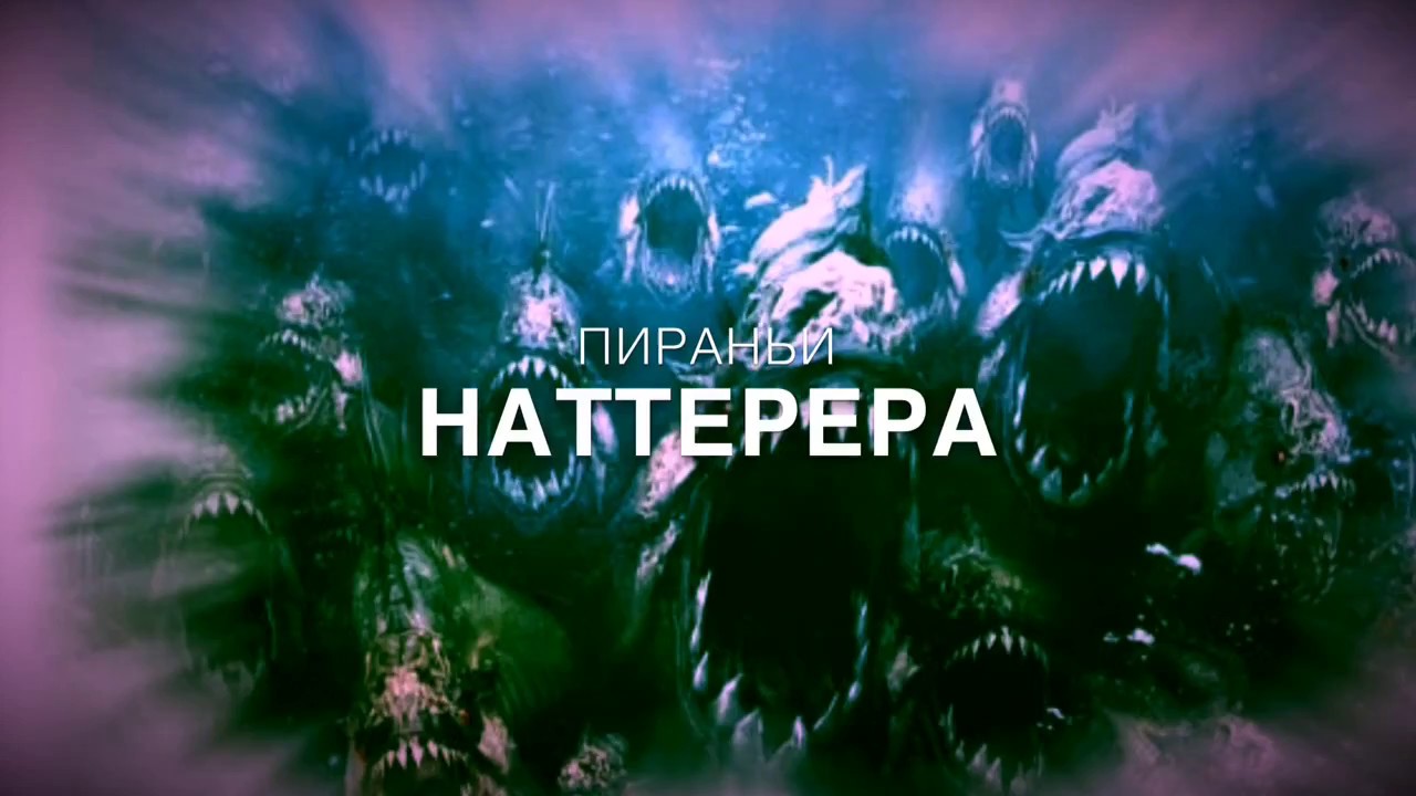 Пираньи Наттерера (Pygocentrus nattereri)