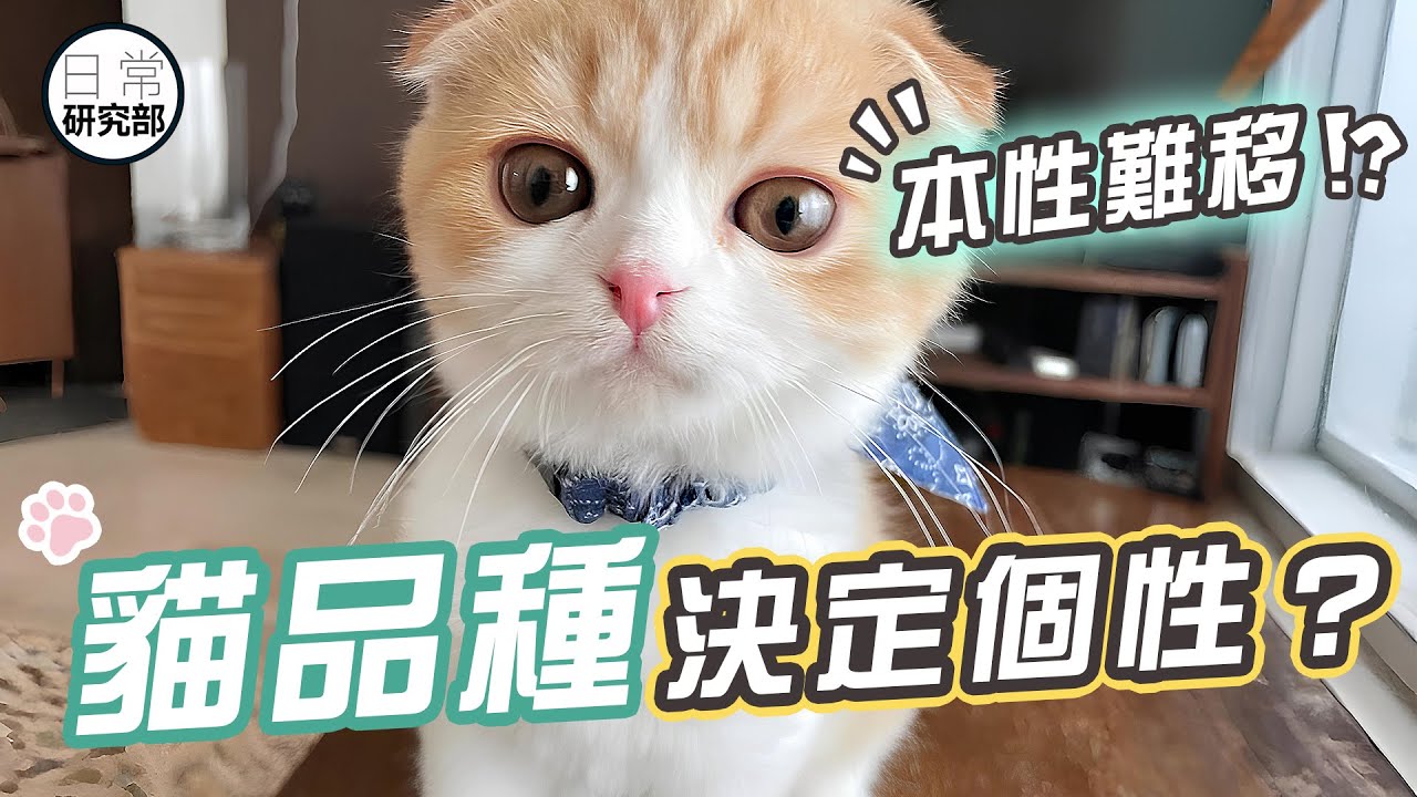 貓品種就是個性的指標？｜最受獸醫喜愛的貓品種是…