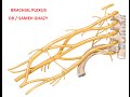 BRACHIAL PLEXUS DR / SAMEH GHAZY