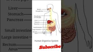 Human digeative system#science #ncert #kvs #gk#ssc