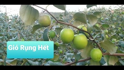 Thăm Vườn Táo Gió Rụng Hết Quả Của Bác Ở Phong Minh l Núi Đồi Lục Ngạn