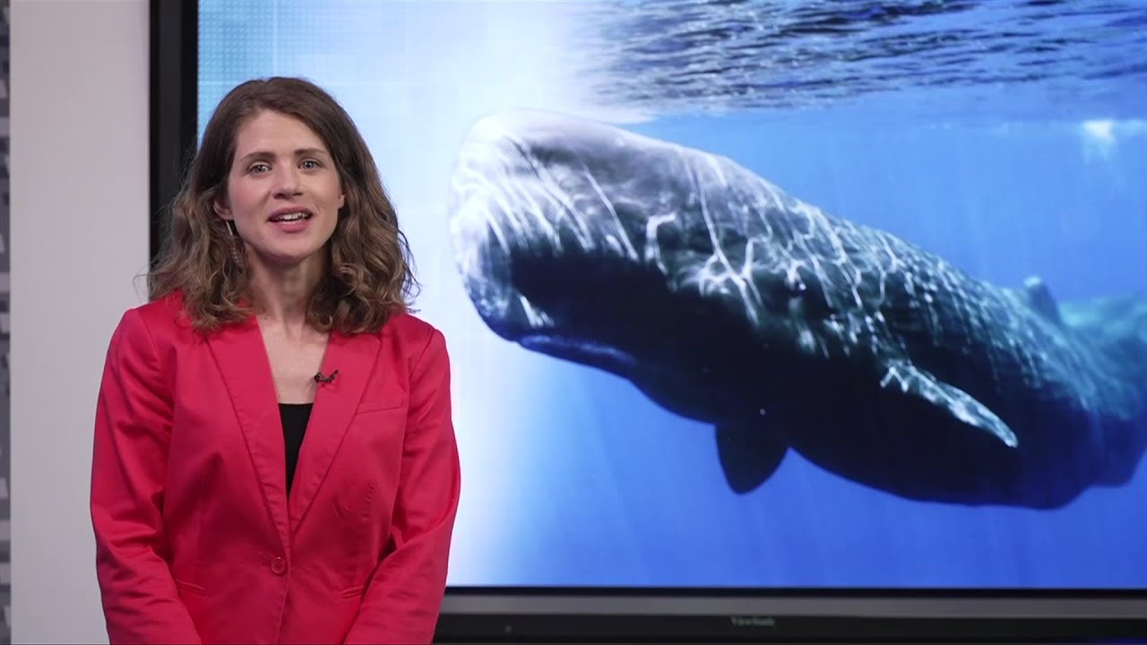 Rare whale sighting pops up on NOAA app