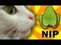 Cat Nip Trip