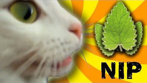 Cat Nip Trip
