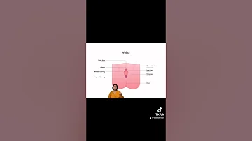 The anatomy of the Vulva/ outside of the vagina.