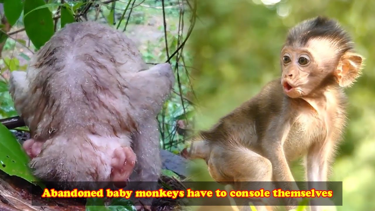 The baby monkey was abandoned by the mother monkey and could only comfort herself