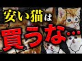 ペットショップで初めて猫を飼う人は絶対見てください。
