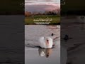 يوم ندعو كل أناس بإمامهم المنشاوي رحمه الله