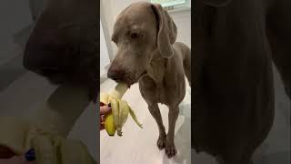 weimaraner loves bananas  #weimaraner #video #dogs #funny #viral #love #animal